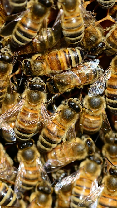 komunikacija među pčelama u košnici